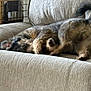 animal, blur, canine, comfort, couch, cozy, dog, domestic, fur, furniture, home, indoor, living_room, lying_down, pet, relaxing, resting, sleeping, tail, texture