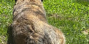 Teddy Bear joined the competition — help win amazing prizes! animal, back_view, canine, daylight, dog, field, fur, grass, greenery, leisure, nature, outdoor, pet, playing, relaxation, resting, soccer_ball, sport, summer, sunlight