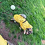 dog, yellow_raincoat, grass, soccer_ball, orange_cone, outdoor, pet, rainwear, canine, playing, earth, greenery, animal, fur, small_dog, walking, daylight, nature, park, sidewalk