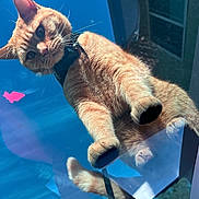 Leo is registered to the contest to win money with this photo: cat, orange_tabby, glass_surface, sky, reflection, outdoor, curious, pet, animal, whiskers, paws, collar, sunlight, daylight, building, window, close_up, feline, looking_down, playful