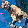 cat, orange_tabby, glass_surface, sky, reflection, outdoor, curious, pet, animal, whiskers, paws, collar, sunlight, daylight, building, window, close_up, feline, looking_down, playful