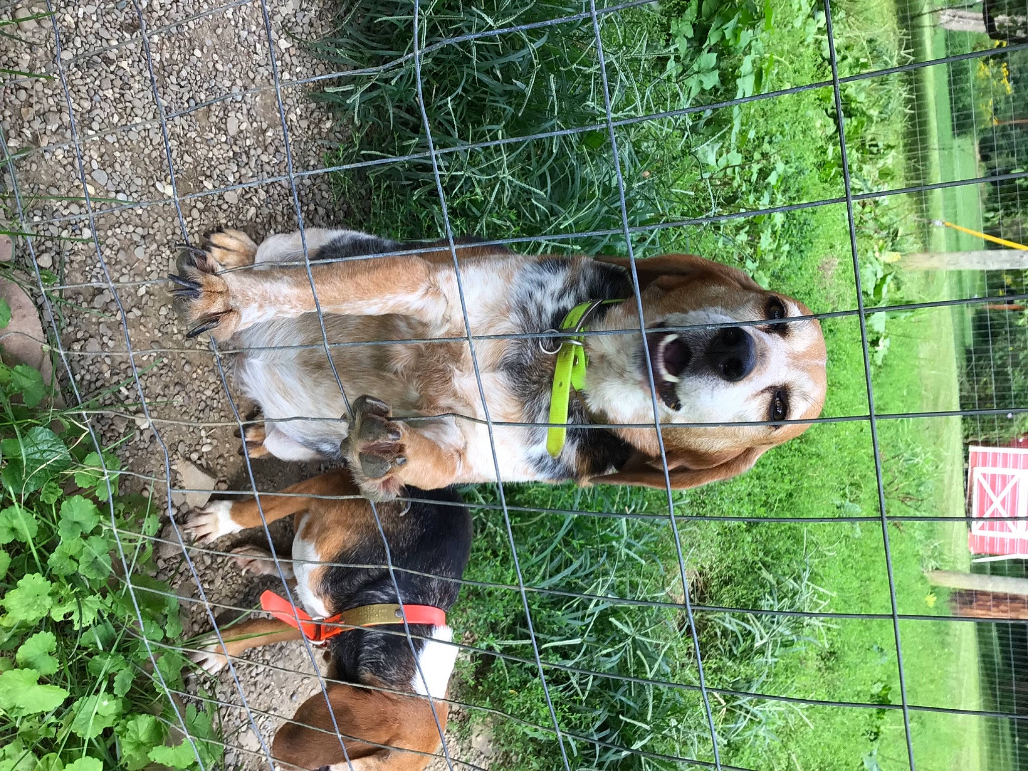 Lilly May Elias Allnut joined the competition — help win amazing prizes! canidae, carnivore, chain_link_fencing, dog_breed, fawn, fence, fur, grass, groundcover, mesh, pet_supply, plant, service, snout, sporting_group, terrestrial_animal, tree, wildlife, wire_fencing, working_animal