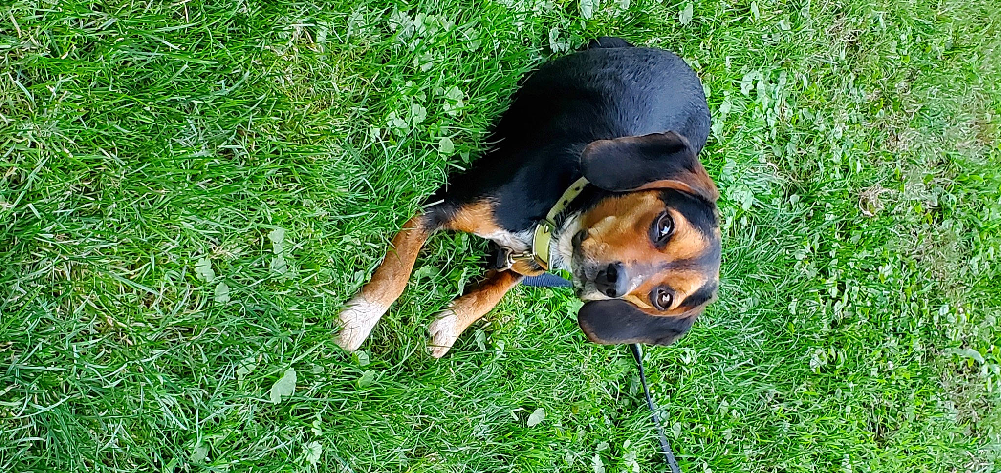 Lilly May Elias Allnutt is registered to the contest to win money with this photo: canidae, carnivore, companion_dog, dog, dog_breed, grass, grass_family, groundcover, guard_dog, hound, hunting_dog, people_in_nature, plant, terrestrial_animal, working_dog