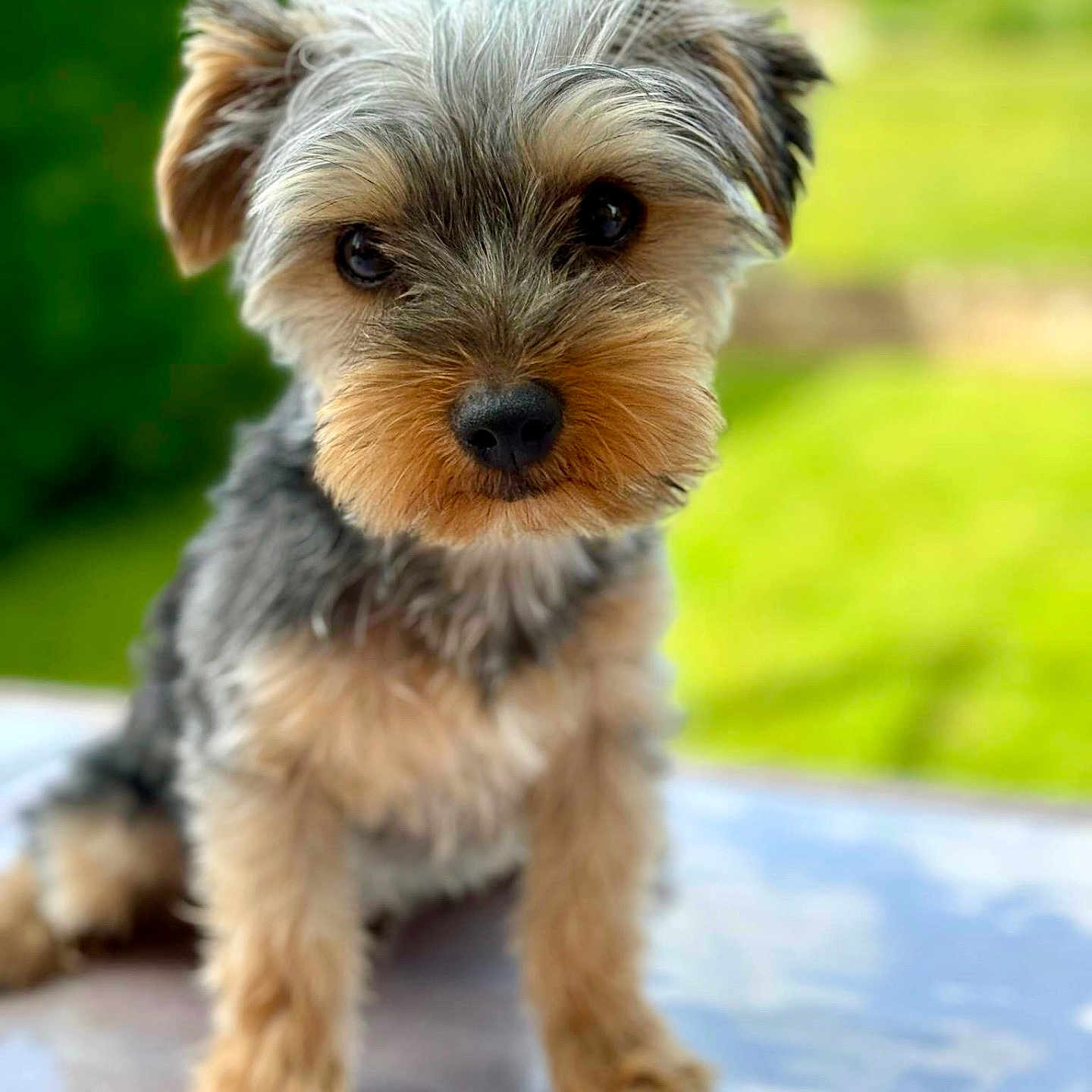 Myko participe au concours pour gagner de l'argent avec cette photo : affenpinscher, airedale, animal, ball, canine, dog, football, grass, pet, plant, poodle, puppy, soccer, soccerball, sport, terrier, whitedog