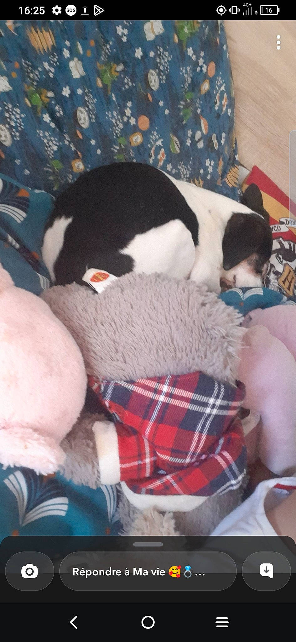 Princesse participe au concours pour gagner de l'argent avec cette photo : carnivore, comfort, companion_dog, dog_breed, flightless_bird, fur, lap, linens, mammal, pattern, penguin, plaid, plush, stuffed_toy, tartan, textile, thigh, toy, vertebrate, wool