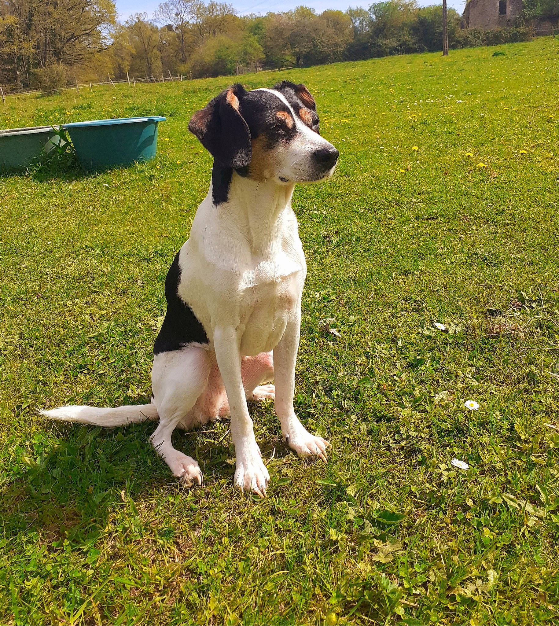 Princesse a rejoint le concours — aidez-le/la à gagner de superbes lots ! canidae, carnivore, cloud, collar, companion_dog, dog, dog_breed, fawn, grass, grassland, hunting_dog, landscape, lawn, non_sporting_group, plant, sky, tail, tree, working_animal, working_dog