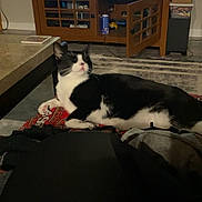 James is registered to the contest to win money with this photo: cat, black_and_white, lounging, blanket, television, cartoon, cabinet, living_room, furniture, indoor, relaxed, pet, home, electronics, remote_control, carpet, door_open, cozy, animal, resting