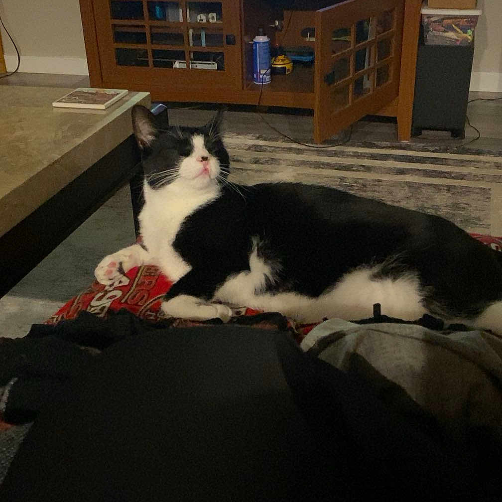 James is registered to the contest to win money with this photo: animal, black_and_white, blanket, cabinet, carpet, cartoon, cat, cozy, door_open, electronics, furniture, home, indoor, living_room, lounging, pet, relaxed, remote_control, resting, television