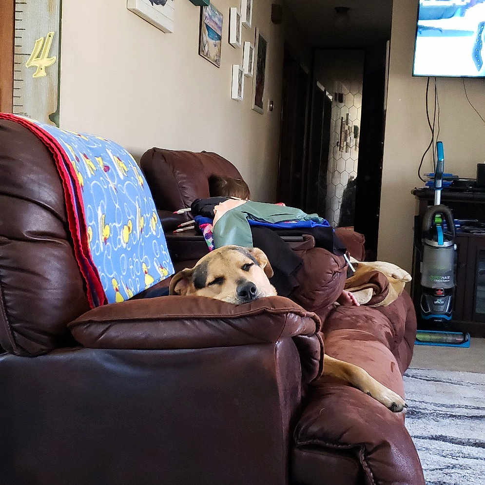 Java is registered to the contest to win money with this photo: canidae, chair, comfort, companion_dog, couch, dog_breed, fawn, floor, flooring, furniture, home, house, interior_design, living_room, loveseat, recliner, room, slipcover, sofa_bed, sporting_group