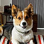 dog, pet, tricolor, corgi, smiling, indoor, blanket, striped, fur, ears, collar, happy, lying_down, portrait, cute, animal, furniture, room, home, relaxed
