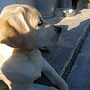 Ava a rejoint le concours — aidez-le/la à gagner de superbes lots ! dog, labrador_retriever, puppy, animal, pet, outdoor, concrete, step, sunlight, shadow, metal_bowl, plant, potted_plant, fur, canine, side_view, resting, quiet, daylight, domestic_animal