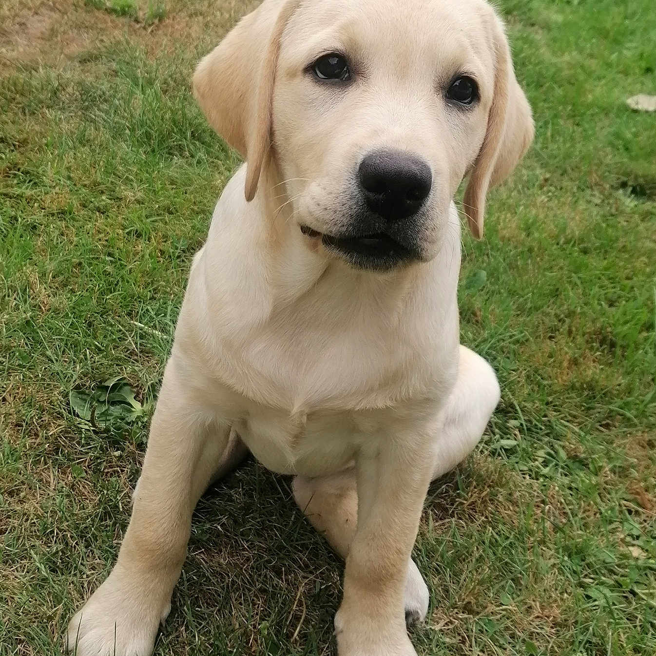 Ava a rejoint le concours — aidez-le/la à gagner de superbes lots ! adorable, animal, canine, companion, cute, dog, floppy_ears, friendly, fur, grass, grassland, labrador, mammal, nature, outdoor, pet, playful, puppy, sitting, young