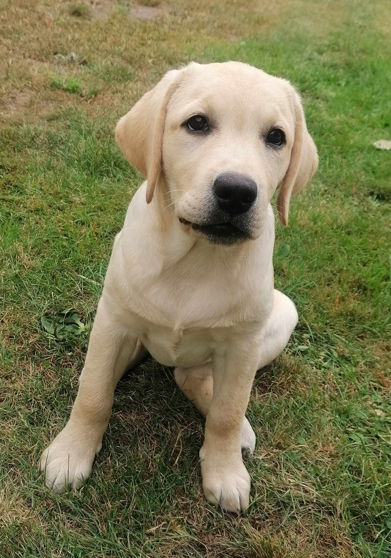 Ava a rejoint le concours — aidez-le/la à gagner de superbes lots ! puppy, dog, labrador, grass, outdoor, pet, young, animal, cute, sitting, floppy_ears, canine, fur, nature, adorable, friendly, mammal, grassland, companion, playful
