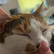 Kimchi joined the competition — help win amazing prizes! cat, calico, feline, pet, close_up, nose_boop, whiskers, sleeping_eyes, relaxed, indoor, human_hand, french_manicure, fingernail, portrait, cozy, ears, fur, nap, touch, cute