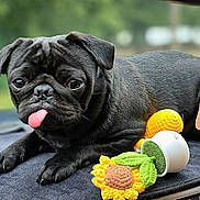 Ashton is registered to the contest to win money with this photo: dog, pug, black_dog, tongue_out, pet, cute, animal, toy, crocheted_toy, sunflower_toy, car_dashboard, indoor, close_up, portrait, playful, resting, expression, fur, small_dog, companion