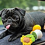 dog, pug, black_dog, tongue_out, pet, cute, animal, toy, crocheted_toy, sunflower_toy, car_dashboard, indoor, close_up, portrait, playful, resting, expression, fur, small_dog, companion