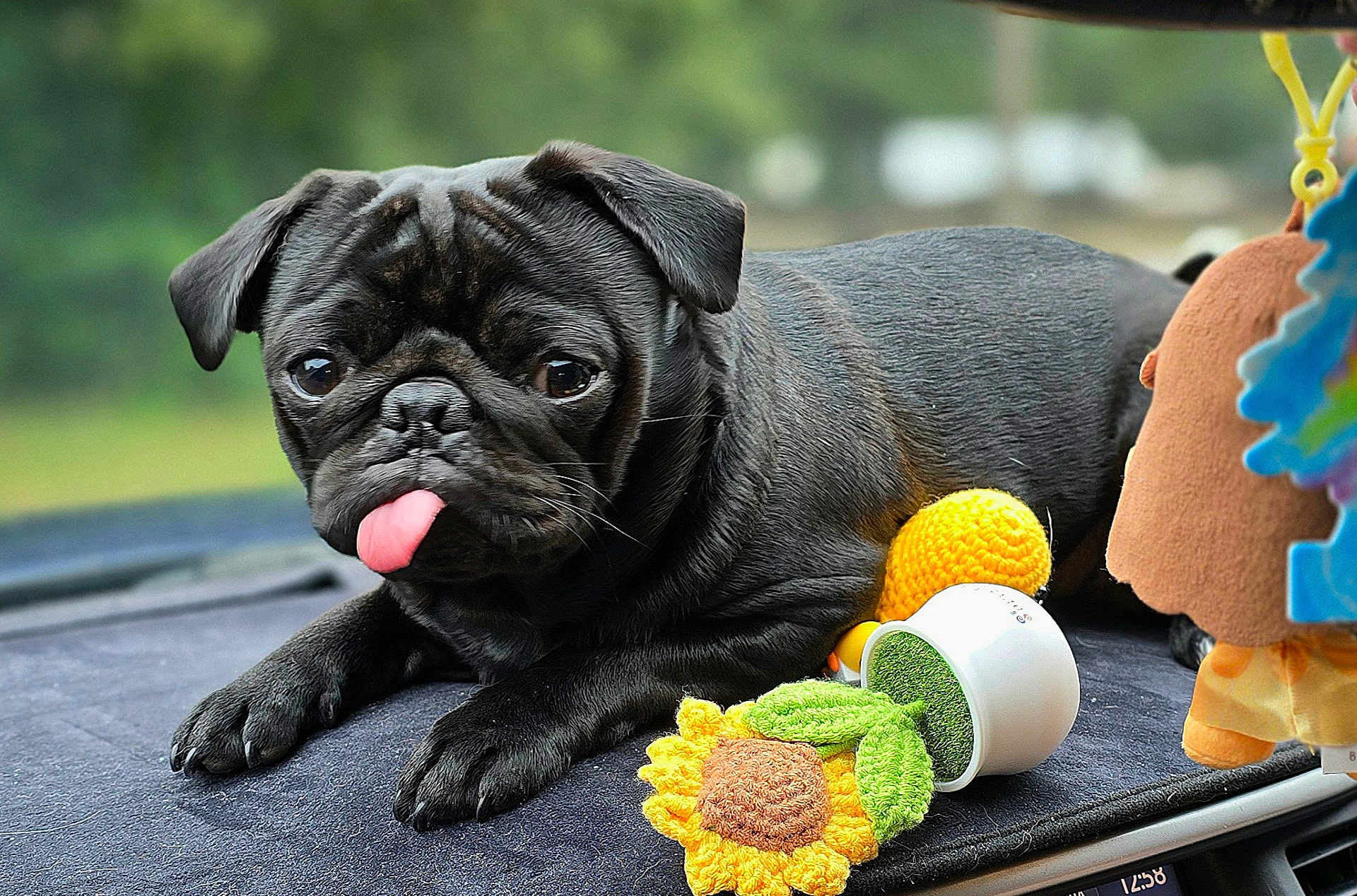 Ashton is registered to the contest to win money with this photo: dog, pug, black_dog, tongue_out, pet, cute, animal, toy, crocheted_toy, sunflower_toy, car_dashboard, indoor, close_up, portrait, playful, resting, expression, fur, small_dog, companion