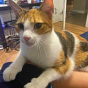 Bethany is registered to the contest to win money with this photo: animal, calico, cat, chair, closeup, cup, door, floor, fur, home, indoor, leg, paws, person, pet, relaxed, table, wall_stickers, whiskers, wooden_floor