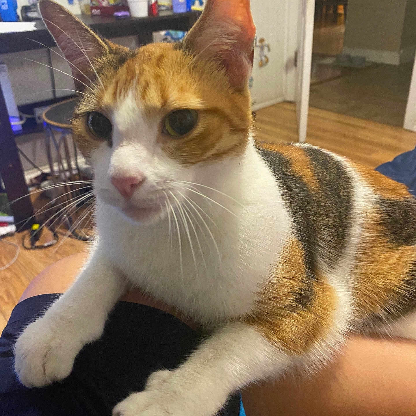 Bethany is registered to the contest to win money with this photo: animal, calico, cat, chair, closeup, cup, door, floor, fur, home, indoor, leg, paws, person, pet, relaxed, table, wall_stickers, whiskers, wooden_floor