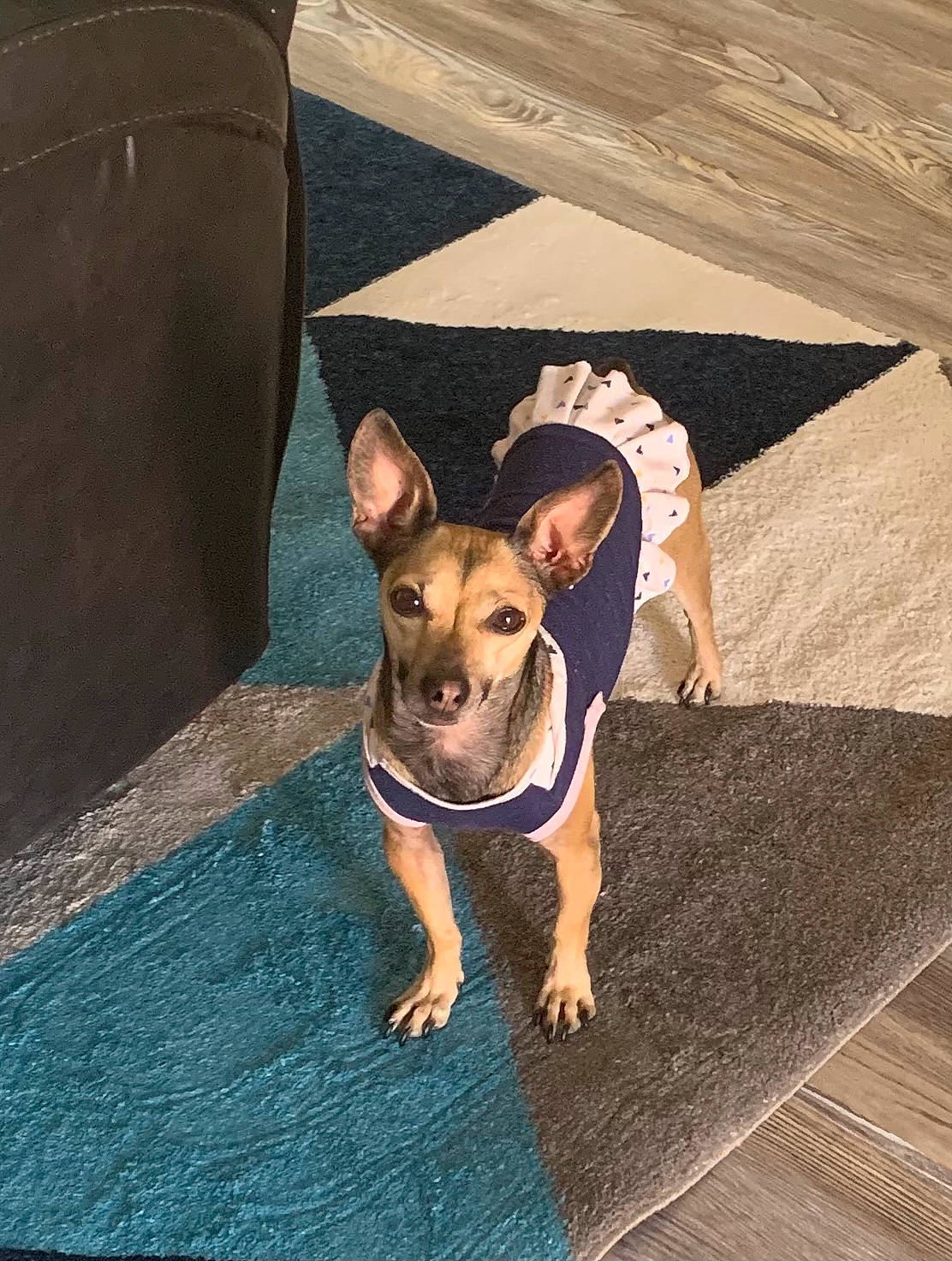 Vegas joined the competition — help win amazing prizes! canidae, carnivore, comfort, companion_dog, dog, dog_breed, dog_clothes, dog_supply, fawn, floor, flooring, foot, paw, sitting, snout, sporting_group, terrestrial_animal, toy_dog, wood, working_animal