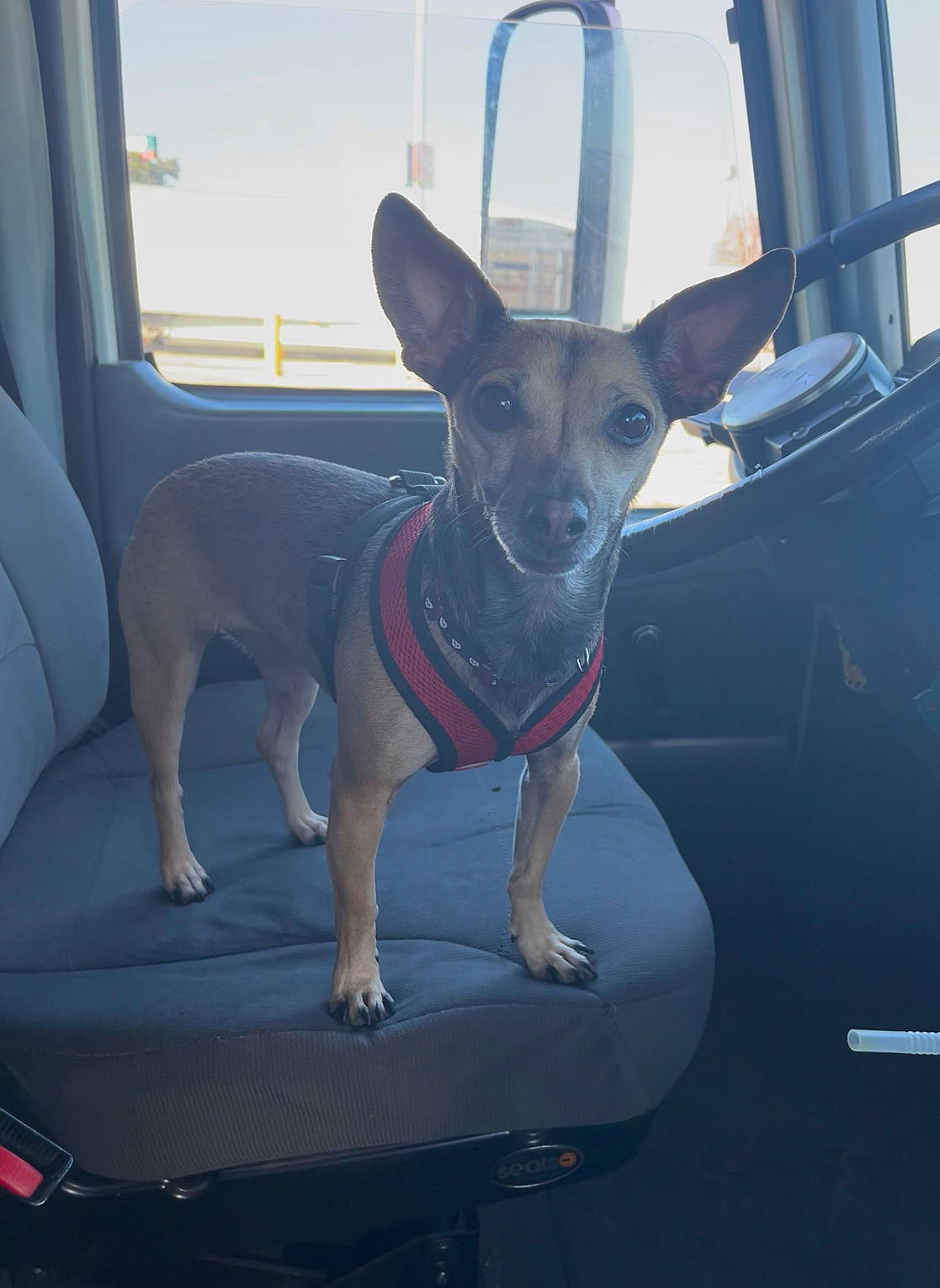 Vegas is registered to the contest to win money with this photo: auto_part, automotive_exterior, car, carnivore, collar, companion_dog, dog, dog_breed, dog_collar, dog_supply, fawn, glass, hood, sky, snout, toy_dog, vehicle, vehicle_door, whiskers, window