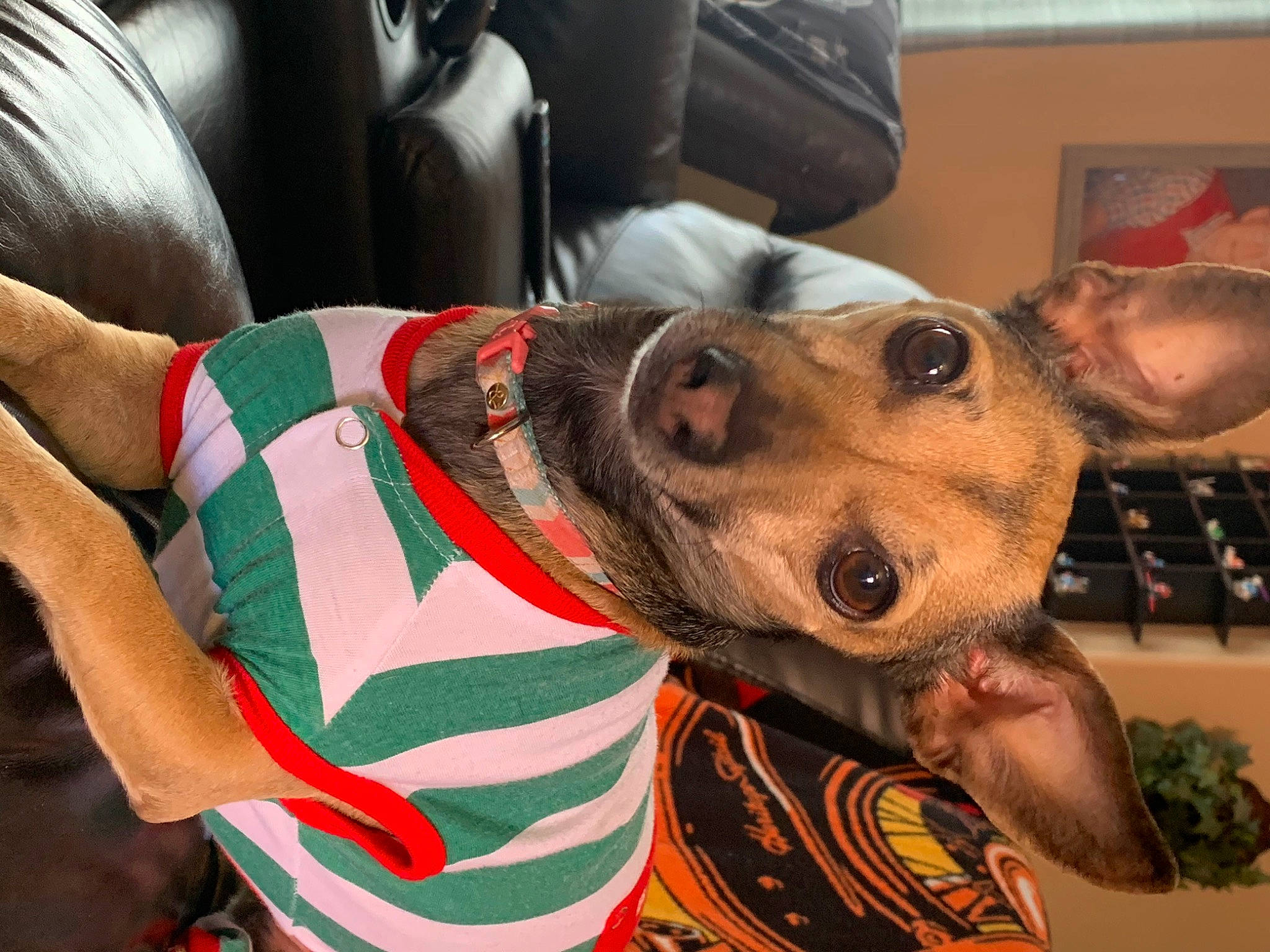 Vegas is registered to the contest to win money with this photo: carnivore, comfort, companion_dog, dog, dog_breed, dog_clothes, eyewear, fawn, flesh, fun, fur, metal, selfie, snout, tattoo, working_animal