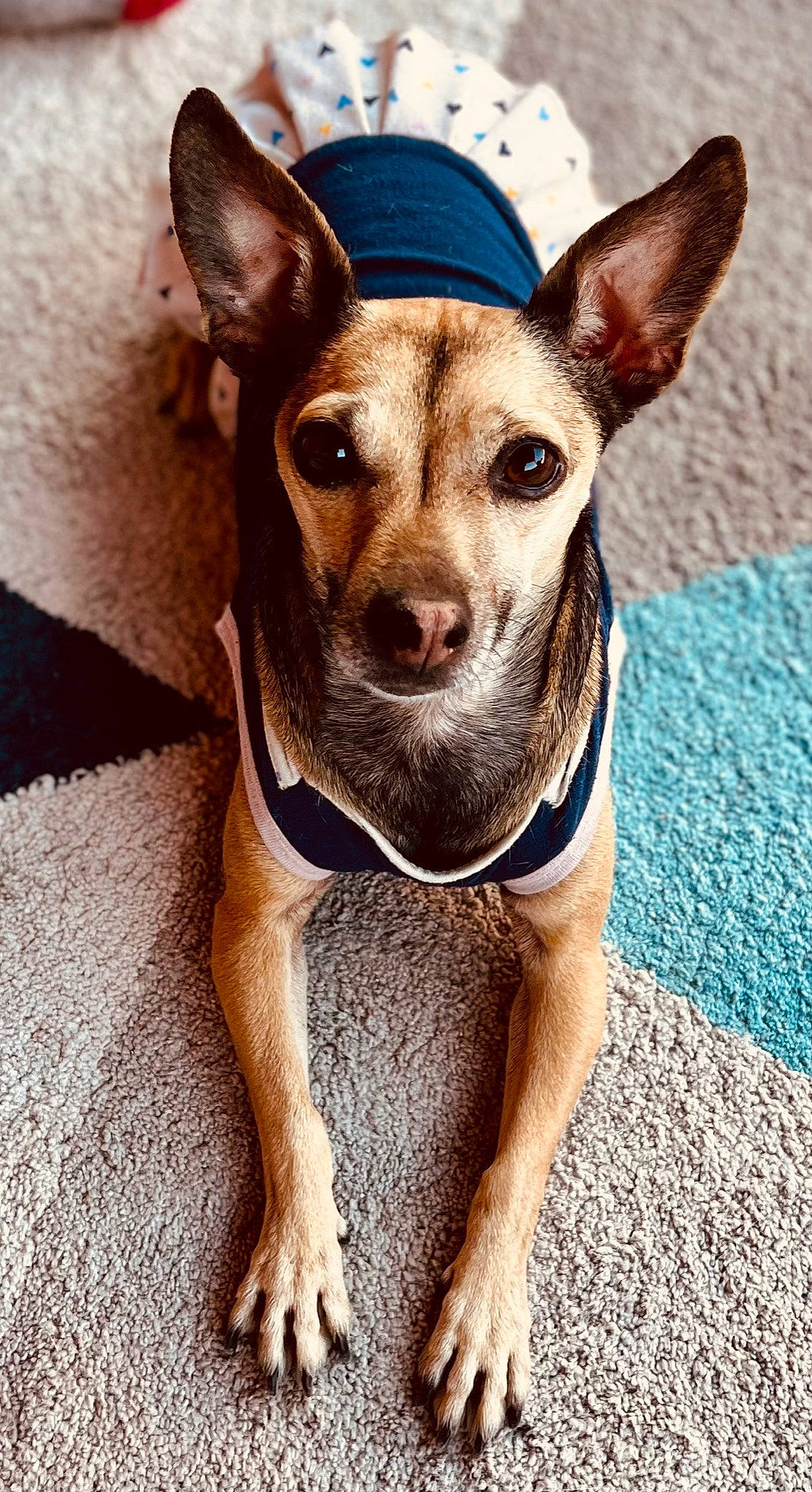 Vegas joined the competition — help win amazing prizes! ancient_dog_breeds, canidae, carnivore, collar, companion_dog, dog, dog_breed, dog_collar, dog_supply, ear, fawn, fur, non_sporting_group, snout, sporting_group, terrestrial_animal, toy_dog, whiskers, wood, working_animal