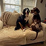 dogs, two_dogs, pets, canine, couch, living_room, indoor, sitting, spotted_dog, fluffy_dog, black_and_white, brown_dog, collar, tags, open_mouth, tongue, window, blinds, blanket, home_decor