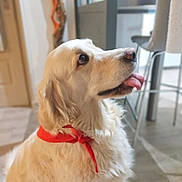 Inna participe au concours pour gagner de l'argent avec cette photo : dog, golden_retriever, indoor, red_bandana, tongue_out, pet, animal, fur, canine, cute, domestic, friendly, sitting, portrait, house, floor, chair, door, blurred_background, light