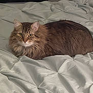 Achilles joined the competition — help win amazing prizes! animal, bed, bedding, cat, comfort, cute, domestic_cat, ears, eyes, fluffy, fur, indoor, looking, mammal, pet, relaxed, resting, sleepy, tabby, whiskers