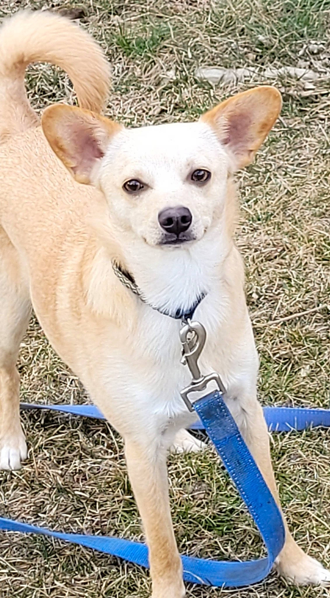 Yoda is registered to the contest to win money with this photo: blue, canidae, carnivore, companion_dog, dog, dog_breed, dog_supply, fawn, grass, non_sporting_group, pet_supply, plant, puppy, snout, sporting_group, terrestrial_animal, toy_dog, whiskers, working_animal