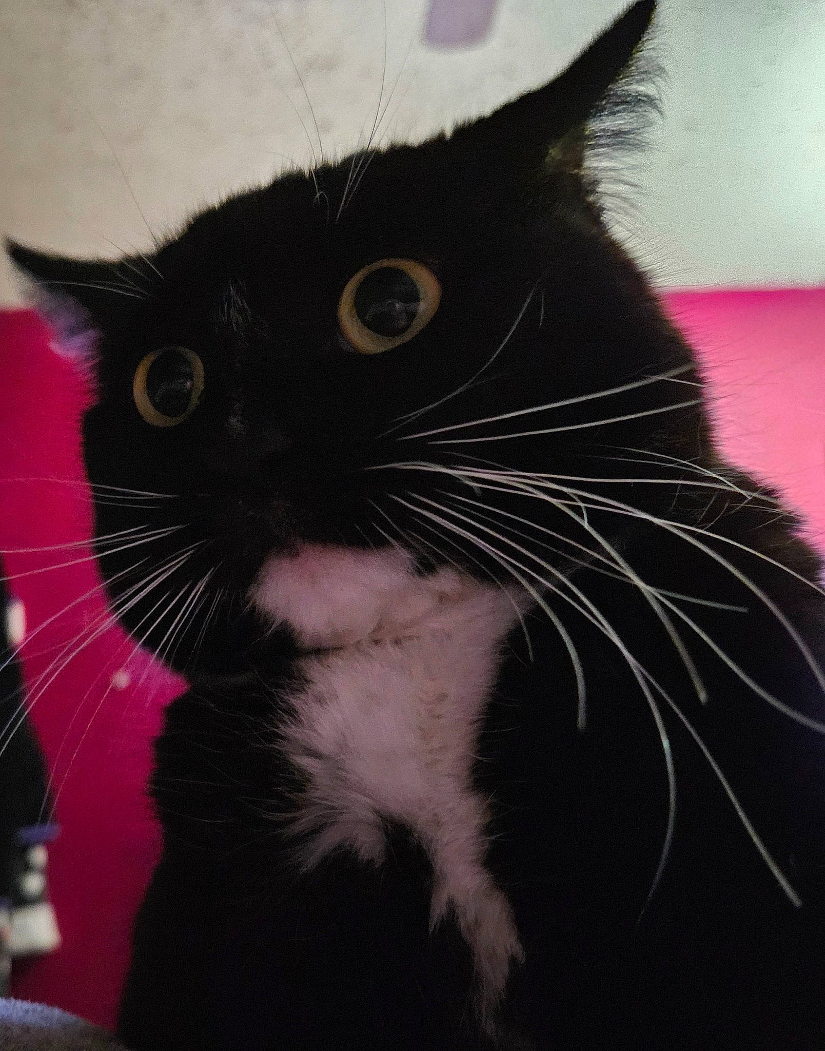 Luna is registered to the contest to win money with this photo: black_cat, carnivore, cat, domestic_short_haired_cat, felidae, fur, iris, monochrome, monochrome_photography, paw, small_to_medium_sized_cats, snout, tail, whiskers, window