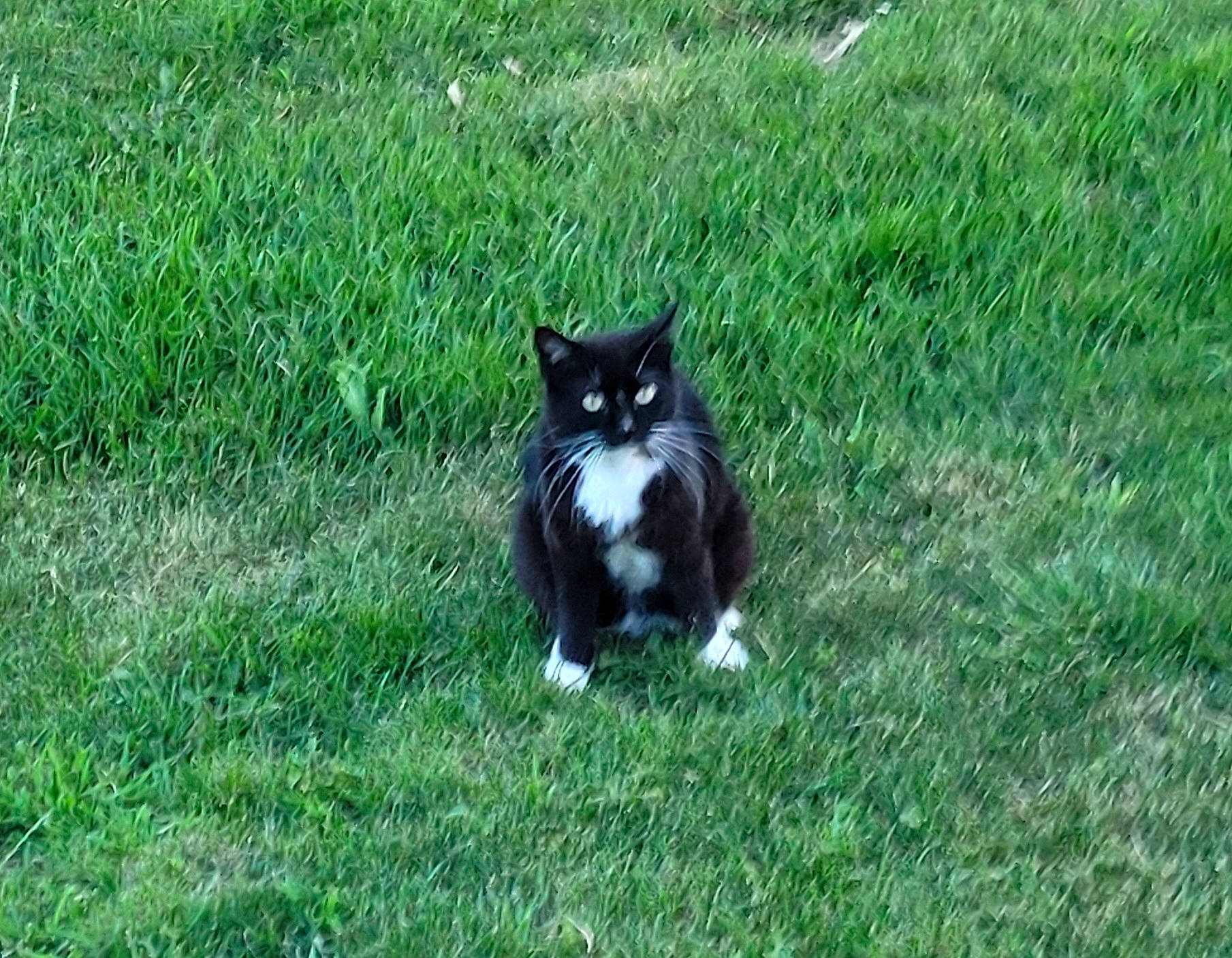 Luna is registered to the contest to win money with this photo: black_cat, carnivore, cat, dog_breed, domestic_short_haired_cat, felidae, fur, grass, grassland, groundcover, herbaceous_plant, lawn, pasture, plant, small_to_medium_sized_cats, tail, terrestrial_animal, whiskers