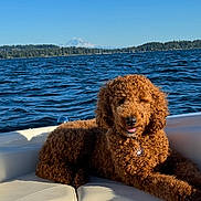 Ginger joined the competition — help win amazing prizes! dog, poodle, boat, water, lake, sunlight, outdoor, animal, pet, curly_fur, relaxing, summer, blue_sky, nature, canine, smiling, leisure, marine, vacation, seating