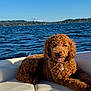 dog, poodle, boat, water, lake, sunlight, outdoor, animal, pet, curly_fur, relaxing, summer, blue_sky, nature, canine, smiling, leisure, marine, vacation, seating