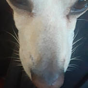 Mina joined the competition — help win amazing prizes! dog, close_up, face, nose, eyes, whiskers, pet, animal, fur, muzzle, canine, portrait, indoor, blurry, soft, light, cute, friendly, domestic_animal, companion