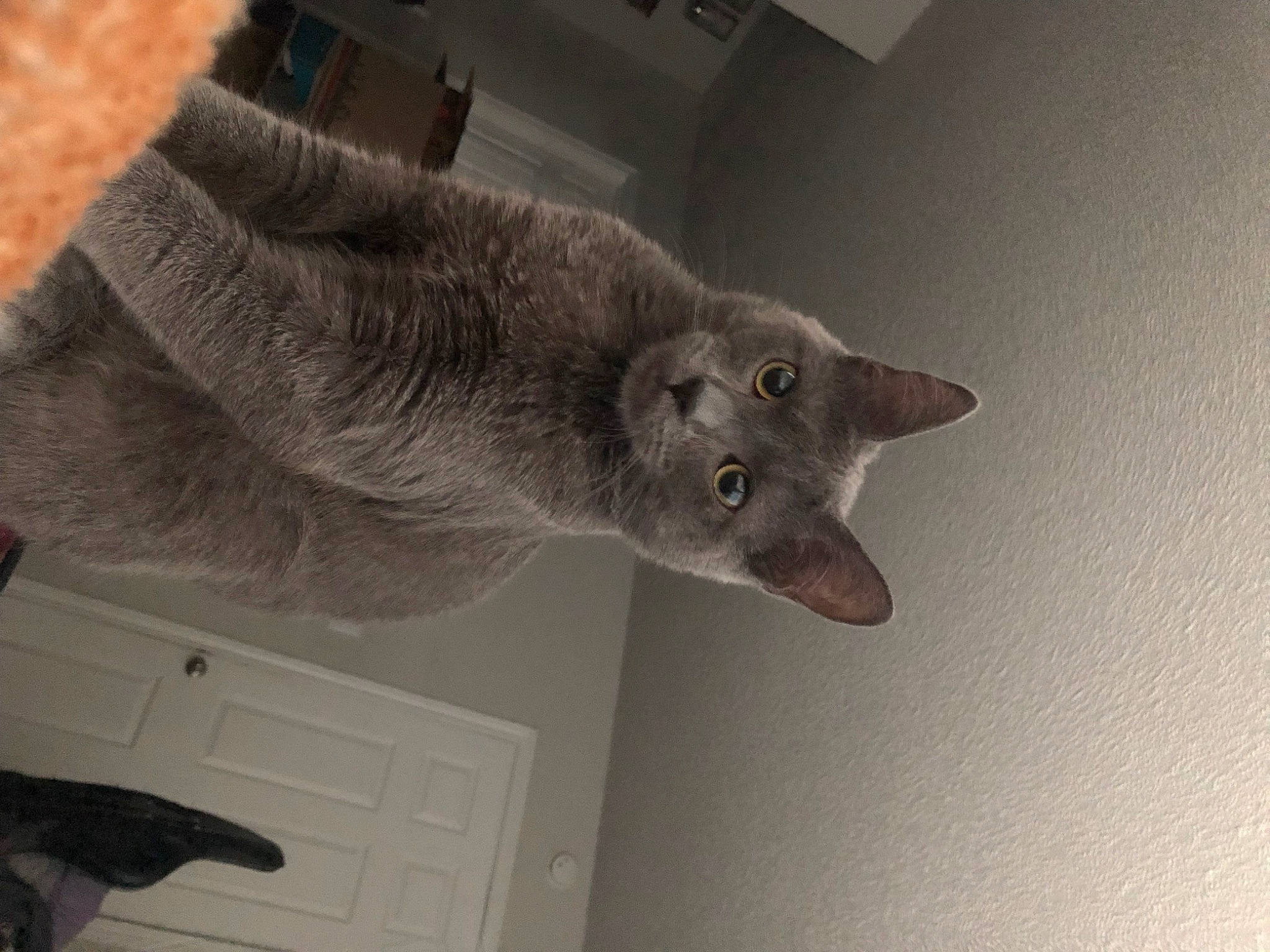 Kyo joined the competition — help win amazing prizes! carnivore, cat, domestic_short_haired_cat, door, door_handle, felidae, fur, grey, russian_blue, small_to_medium_sized_cats, tail, terrestrial_animal, whiskers, wood