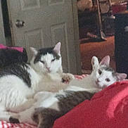 Cindi is registered to the contest to win money with this photo: cat, indoor, bed, blanket, striped, feline, relaxing, sleepy, curious, pet, domestic, animal, fur, whiskers, tail, door, room, furniture, household, cozy