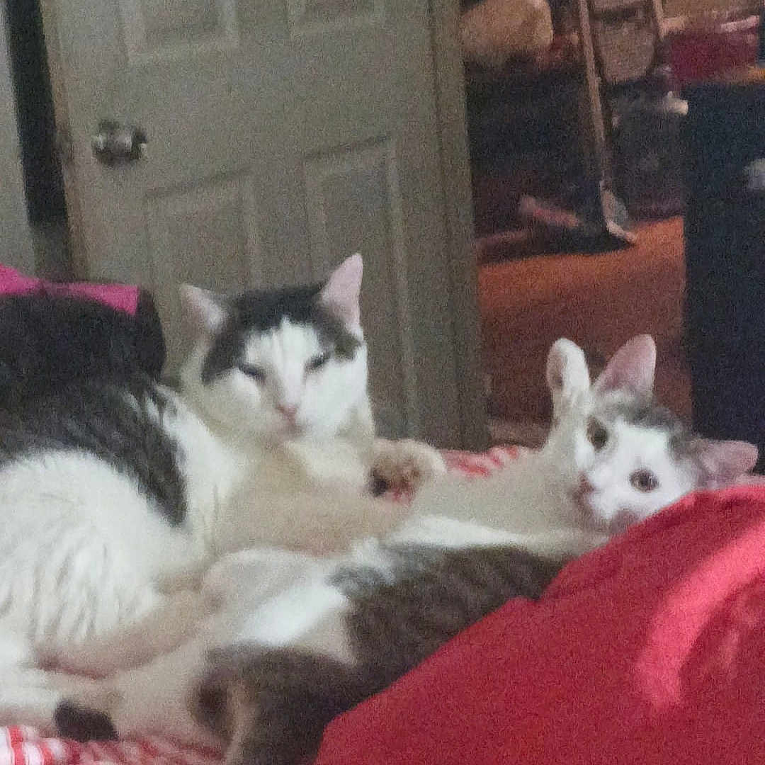 Cindi is registered to the contest to win money with this photo: animal, bed, blanket, cat, cozy, curious, domestic, door, feline, fur, furniture, household, indoor, pet, relaxing, room, sleepy, striped, tail, whiskers