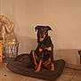 animal, black, brown, buddha_statue, calm, cozy, decor, dog, dog_bed, floor, furniture, home, indoor, pet, quiet, resting, side_table, statue, tan, tile_floor