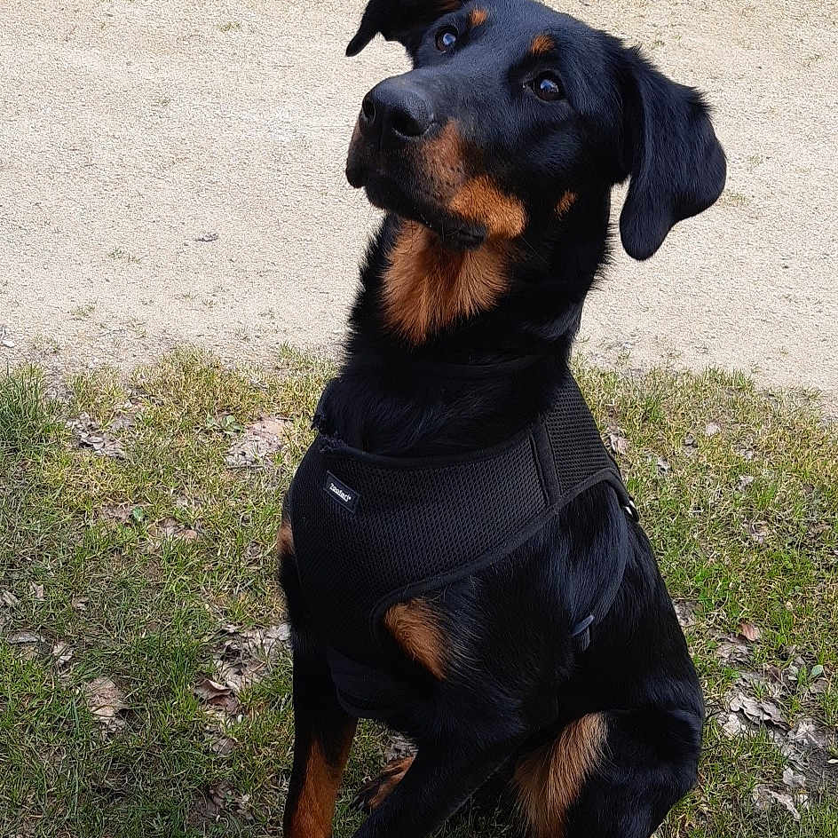 Phaïna