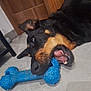black_and_tan, blue_bone, canine, chewing, closeup, dog, domestic_animal, ears, floor, fur, happy, indoor, lying_down, mouth_open, nose, pet, playful, tile_floor, toy, wooden_cabinet