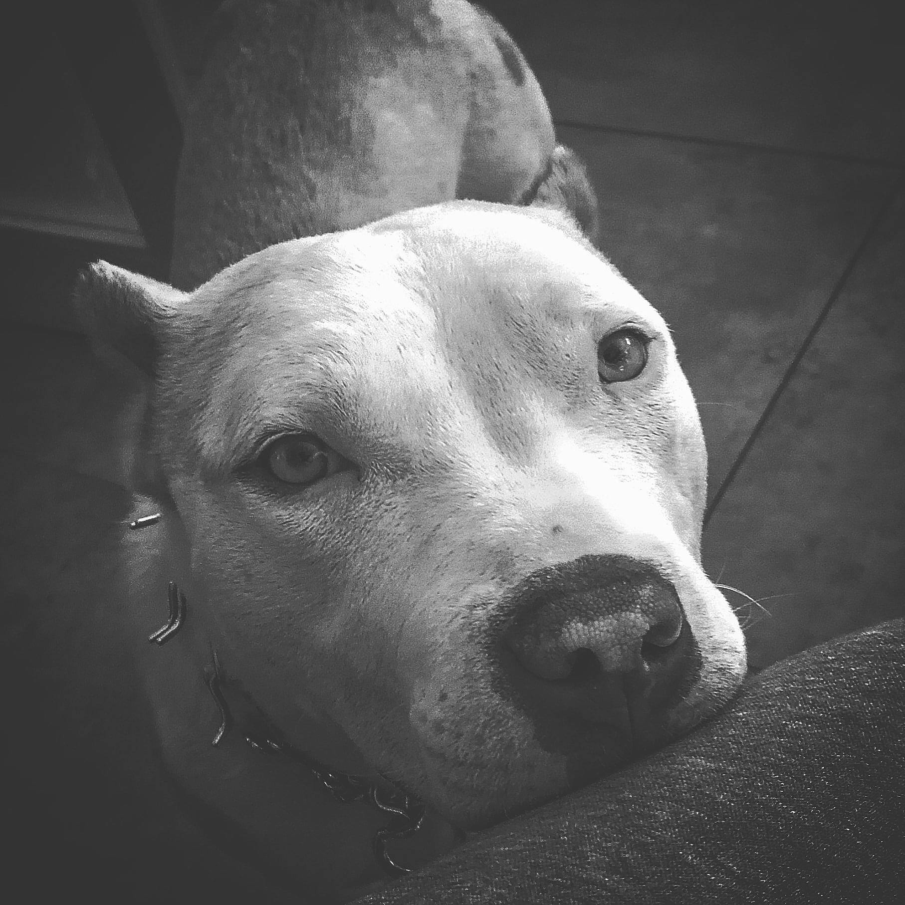 Ishka participe au concours pour gagner de l'argent avec cette photo : american_pit_bull_terrier, american_staffordshire_terrier, black_and_white, bull_and_terrier, canidae, carnivore, cordoba_fighting_dog, dog, dog_breed, dogo_argentino, ear, eye, head, mammal, non_sporting_group, nose, pit_bull, snout, sporting_group, whiskers