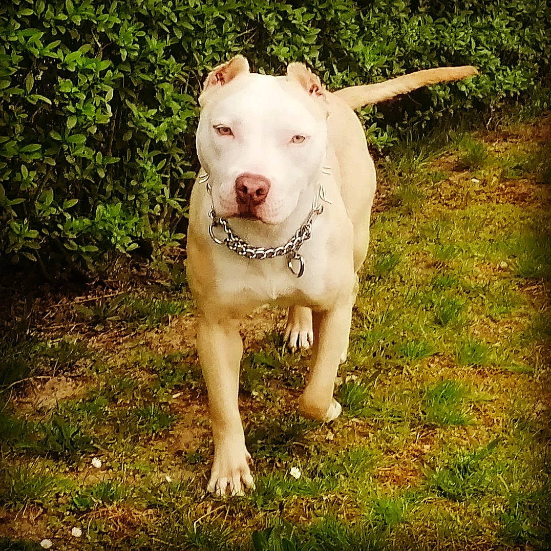 Ishka participe au concours pour gagner de l'argent avec cette photo : adventure, american_bulldog, american_pit_bull_terrier, american_staffordshire_terrier, bull_and_terrier, bully_kutta, canidae, carnivore, cordoba_fighting_dog, dog, dog_breed, dogo_argentino, fawn, mammal, molosser, non_sporting_group, pit_bull, rare_breed_dog, terrier, vertebrate