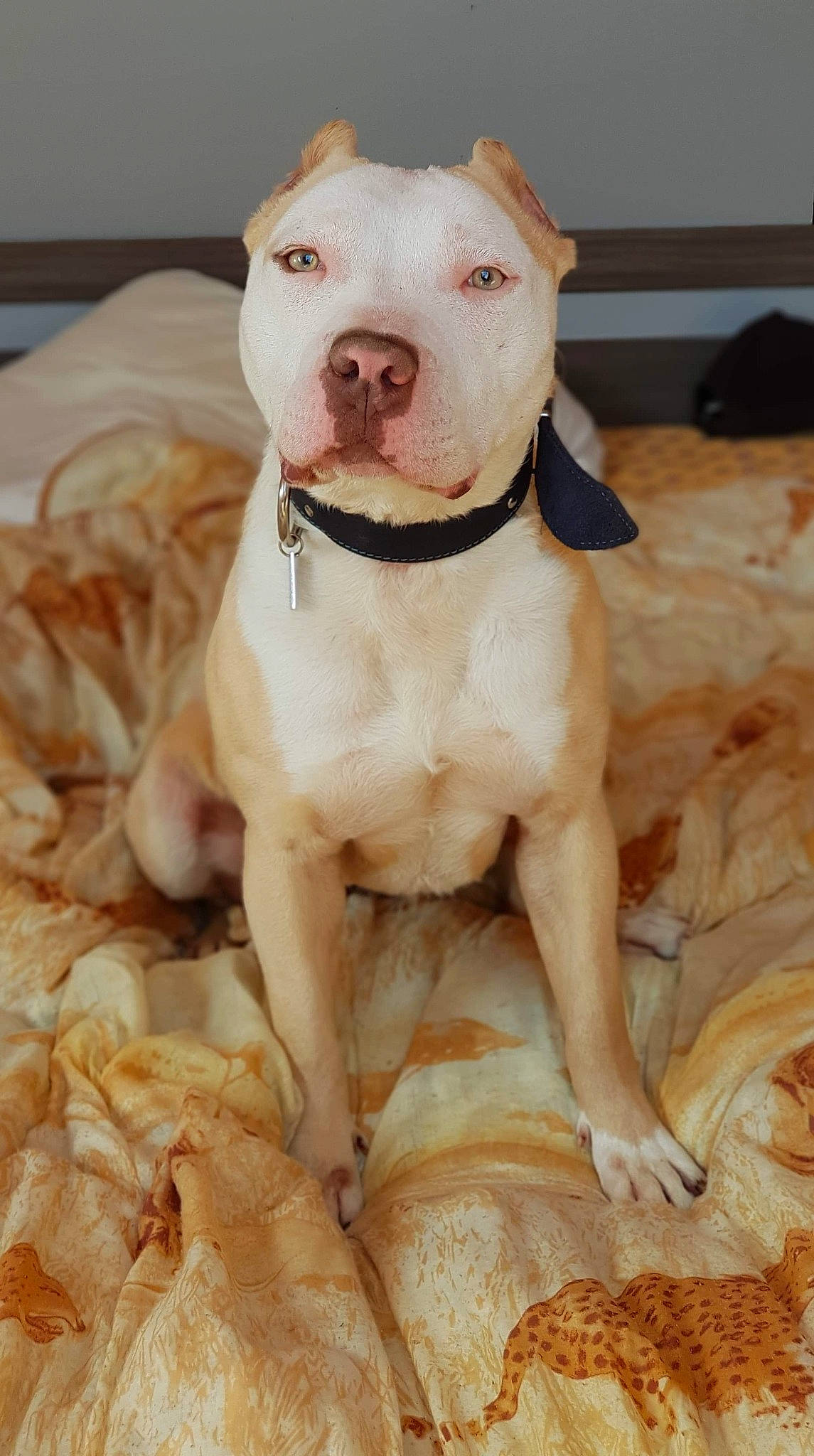 Ishka a rejoint le concours — aidez-le/la à gagner de superbes lots ! american_bulldog, american_pit_bull_terrier, american_staffordshire_terrier, bull_and_terrier, bully_kutta, canidae, carnivore, cordoba_fighting_dog, dog, dog_breed, dogo_argentino, dogo_guatemalteco, fawn, mammal, molosser, non_sporting_group, pit_bull, rare_breed_dog, snout, vertebrate