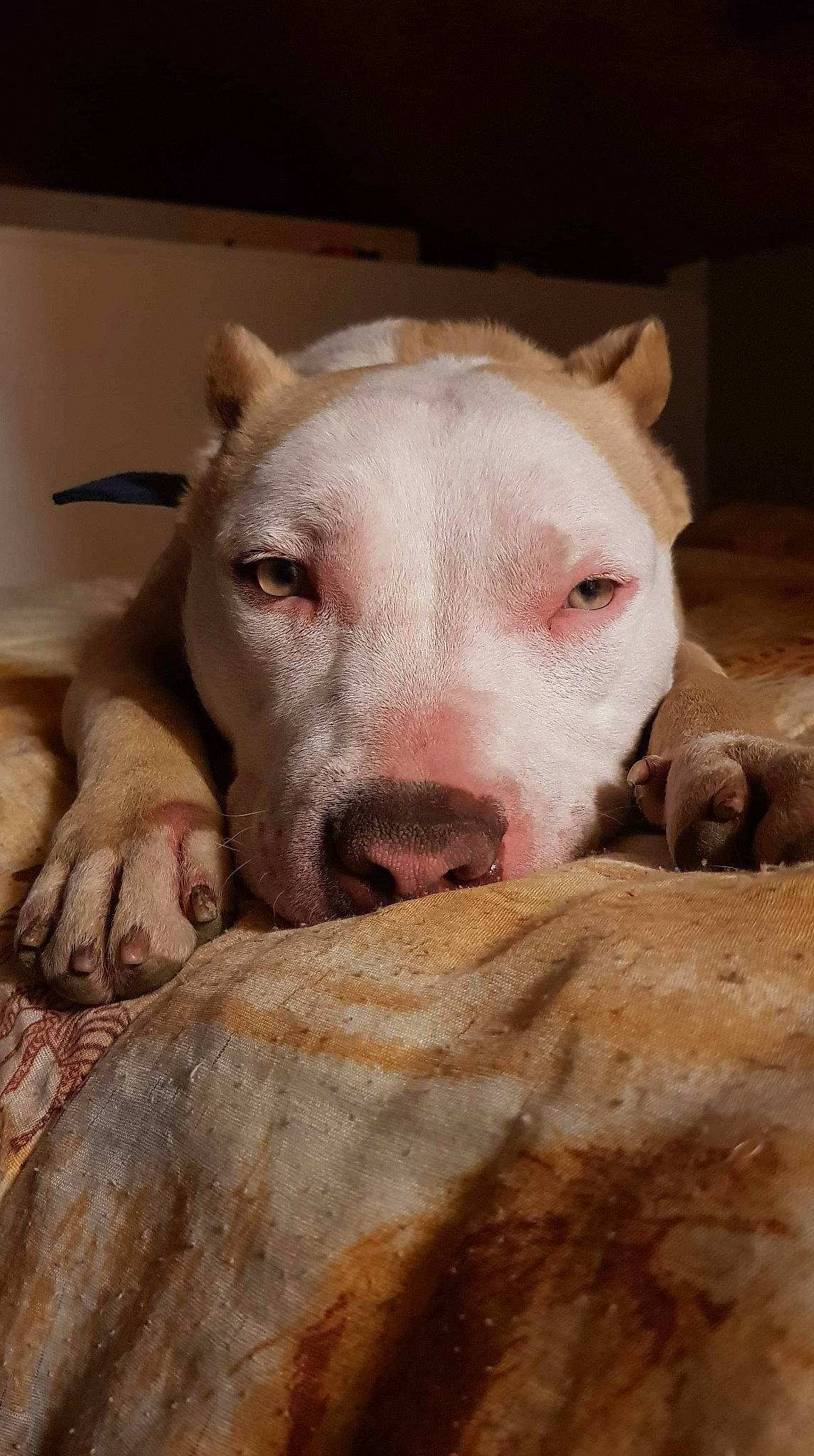 Ishka participe au concours pour gagner de l'argent avec cette photo : american_pit_bull_terrier, american_staffordshire_terrier, bull_and_terrier, bully_kutta, canidae, carnivore, cordoba_fighting_dog, dog, dog_breed, dogo_argentino, fawn, gull_terr, jaw, mammal, non_sporting_group, nose, pit_bull, snout, vertebrate, whiskers