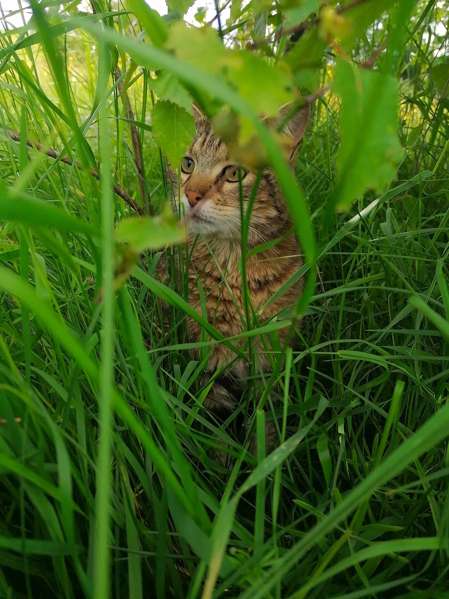 Nouky a rejoint le concours — aidez-le/la à gagner de superbes lots ! adaptation, bengal, cat, fawn, felidae, grass, grass_family, plant, rusty_spotted_cat, small_to_medium_sized_cats, terrestrial_animal, vegetation, whiskers, wild_cat, wildlife