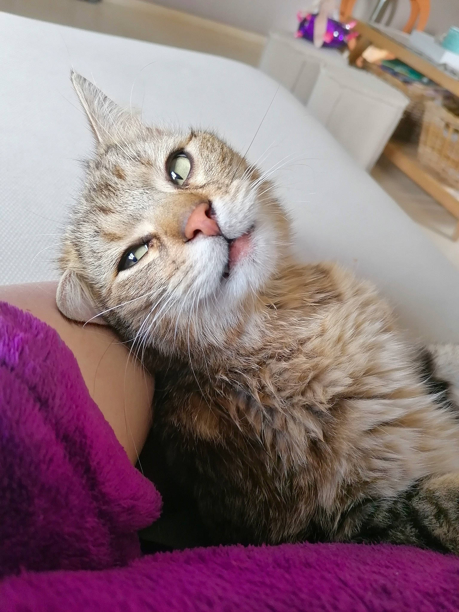 Nouky a rejoint le concours — aidez-le/la à gagner de superbes lots ! american_shorthair, asian, australian_mist, carnivore, cat, claw, domestic_short_haired_cat, dragon_li, ear, european_shorthair, fawn, felidae, fur, kitten, mammal, pixie_bob, small_to_medium_sized_cats, tabby_cat, whiskers