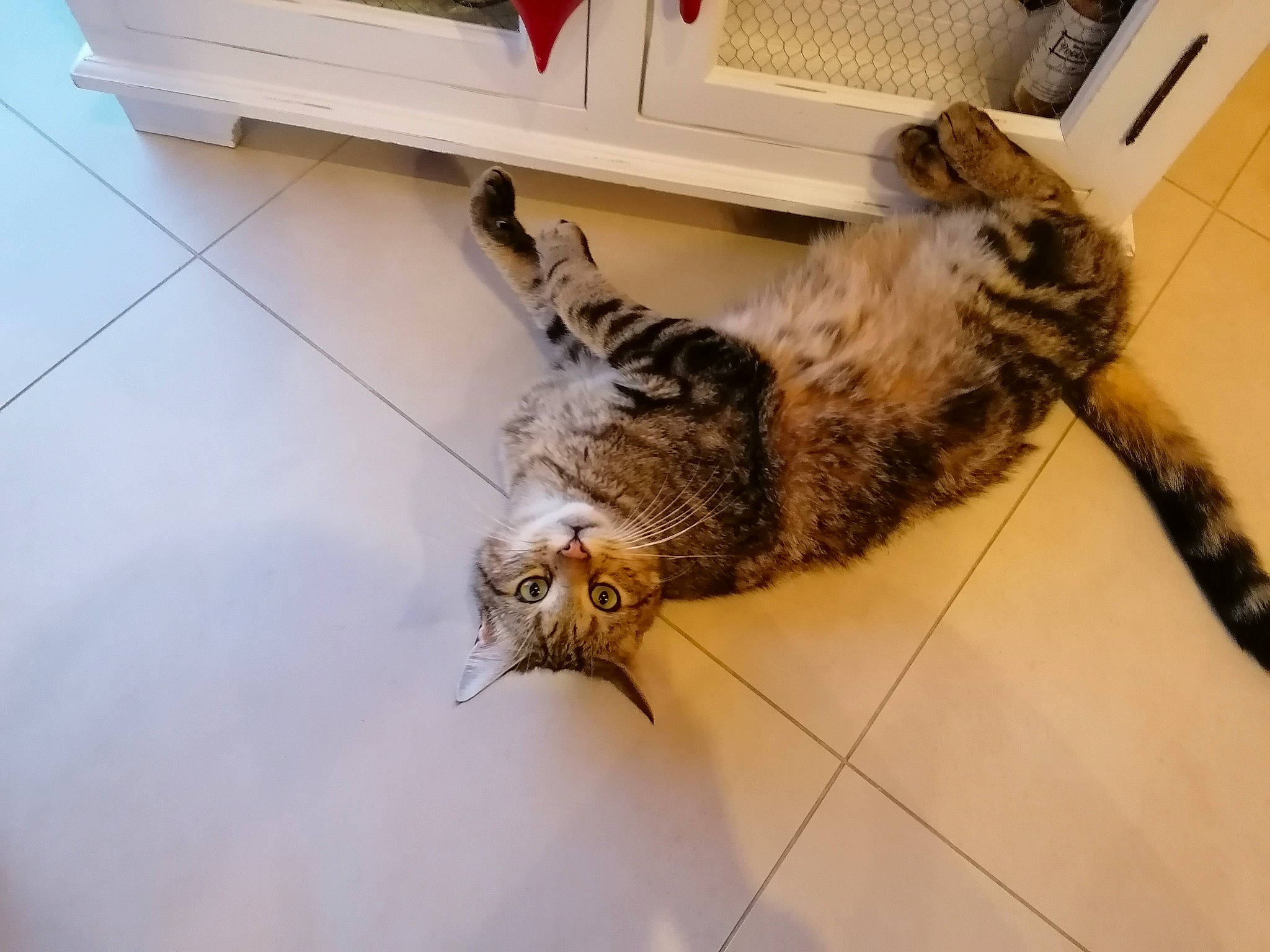 Nouky participe au concours pour gagner de l'argent avec cette photo : american_curl, carnivore, cat, claw, domestic_short_haired_cat, dragon_li, egyptian_mau, european_shorthair, felidae, floor, flooring, fur, kitten, maine_coon, norwegian_forest_cat, pixie_bob, small_to_medium_sized_cats, tabby_cat, tail, whiskers