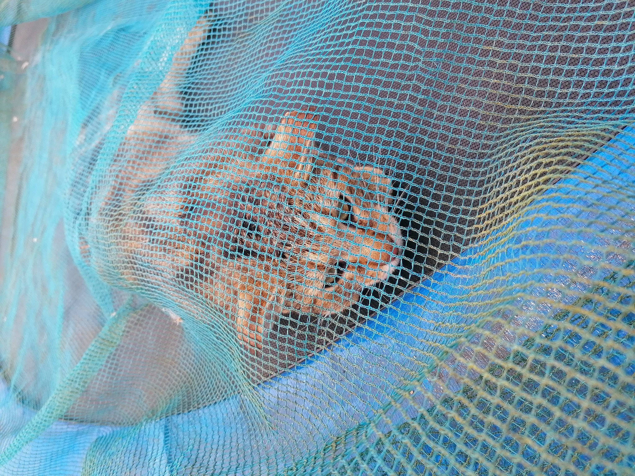 Nouky participe au concours pour gagner de l'argent avec cette photo : blue, fishing_net, lace, mesh, net, pattern, textile, turquoise, woven_fabric
